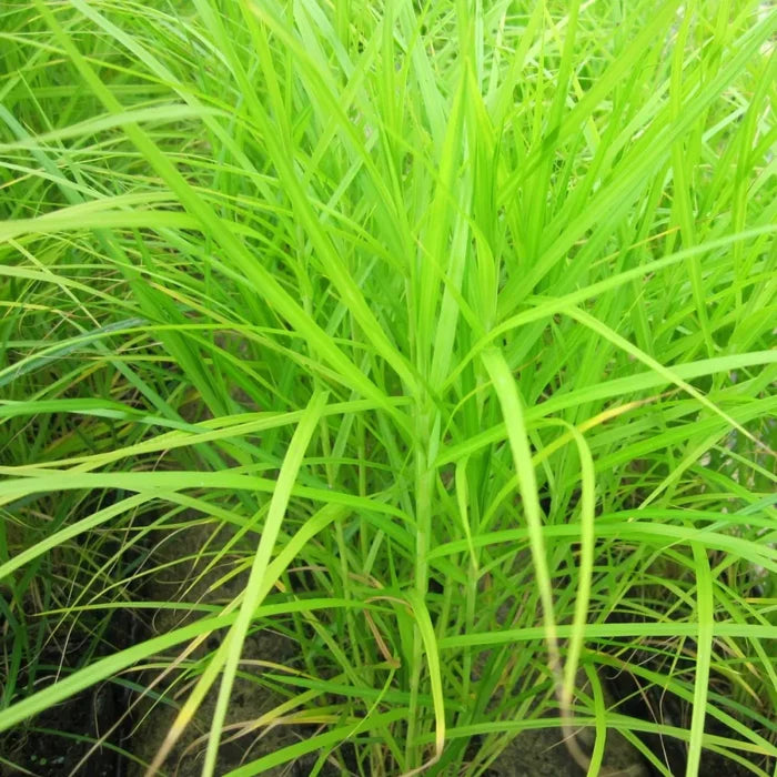 Carex muskingumensis | Palm sedge | Marginal Plant