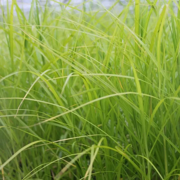 Carex muskingumensis | Palm sedge | Marginal Plant