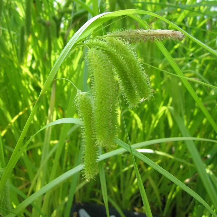 Carex pseudocyperus | Cyperus sedge | Marginal Plant