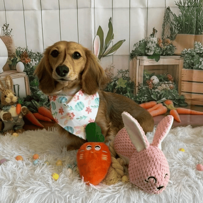 Carrot Squeaker Dog Toy - Plush Toys from . at DoggyTopia