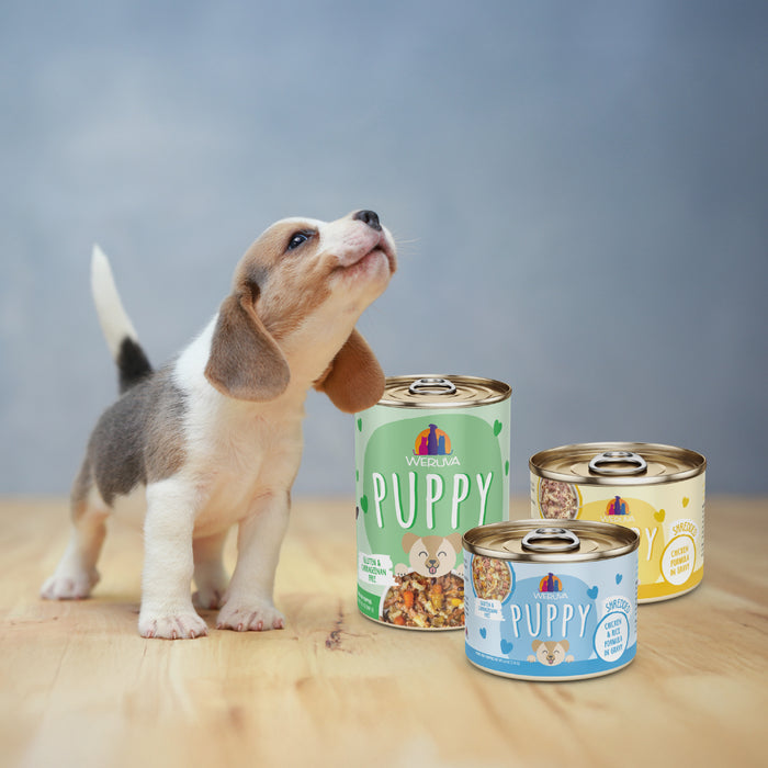 A beagle puppy stands on a wooden floor beside three cans of Weruva Chicken & Rice Formula in Gravy puppy food with colorful labels, supporting omega-3 nutrition, set against a soft blue-gray background.