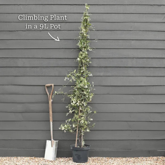 Chinese Wisteria | Wisteria sinensis | 2 * 7ft Grafted Plants in 10L Pots