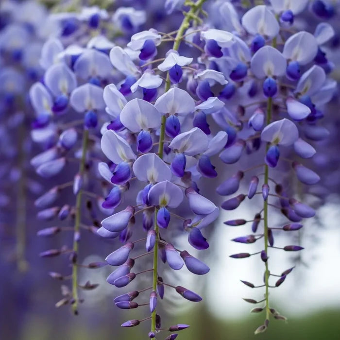 Chinese Wisteria | Wisteria sinensis 'Blue Sapphire'