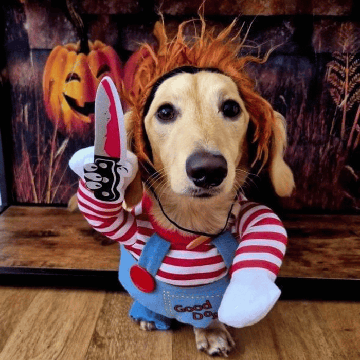 Chucky Dog Costume - Costumes from Halloween at DoggyTopia