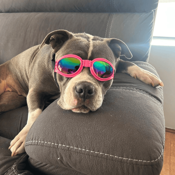 Classic Dog Goggles