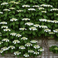Climbing Hydrangea | Hydrangea petiolaris