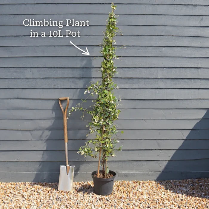 Climbing Hydrangea | Hydrangea petiolaris