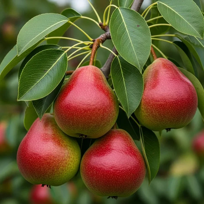 Concorde' Patio Pear Tree