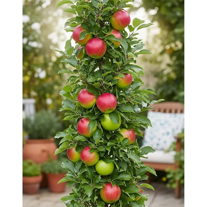 Cordon 'Bramley's Seedling' Apple Tree | 5ft | Bare Root