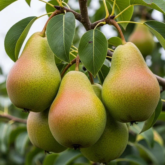 Cordon 'Comice' Pear Tree | 5ft | Bare Root