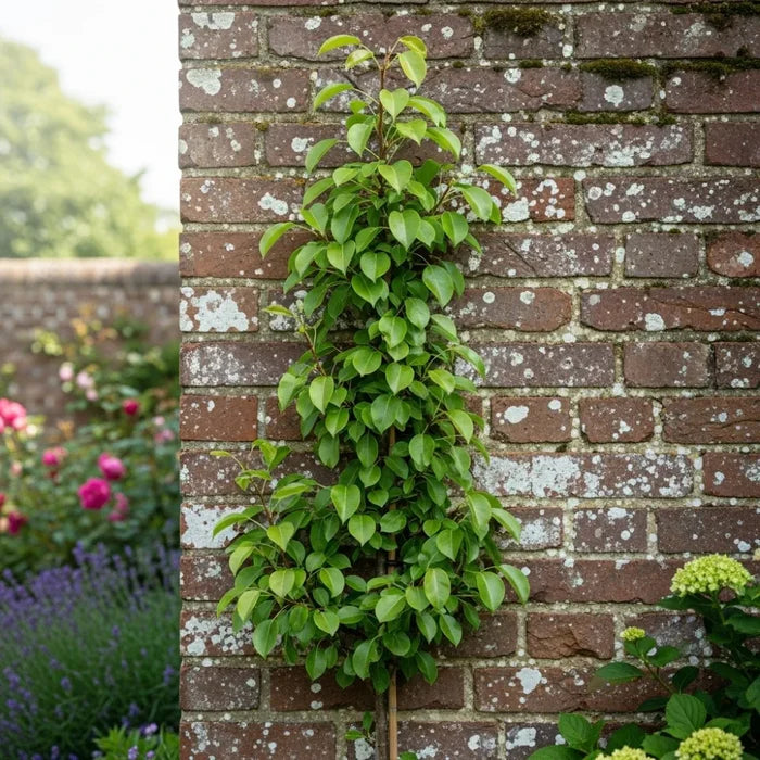 Cordon 'Concorde' Pear Tree | 5ft | Bare Root
