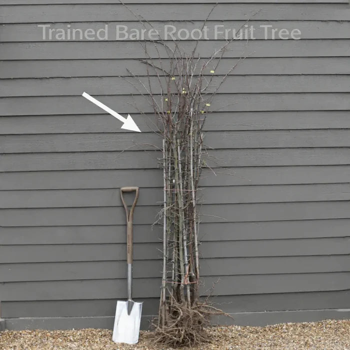 Cordon 'Tomcot' Apricot Tree | 5ft | Bare Root