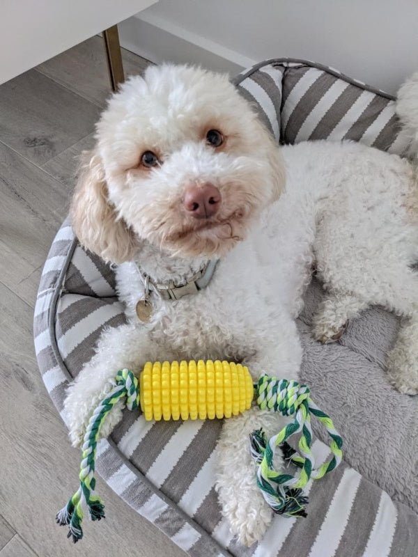 Corn on the Cob Enrichment Dog Toy - Rope & Tug Toy from . at DoggyTopia