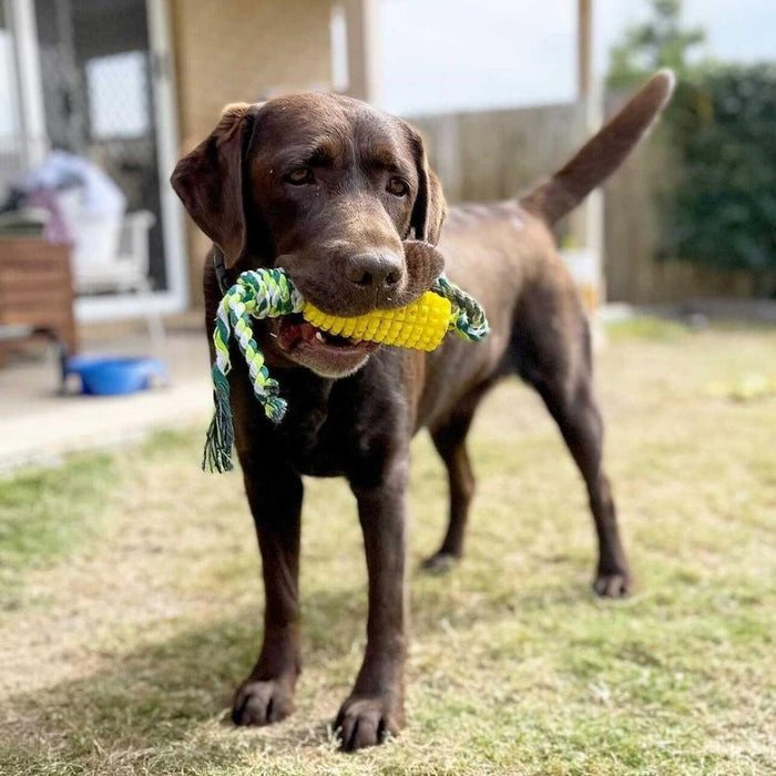 Corn on the Cob Enrichment Dog Toy - Rope & Tug Toy from . at DoggyTopia