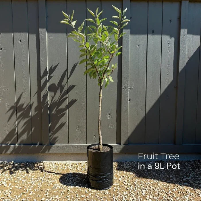 Cross Pollinating Apple Trees | Perfect Partners | 2 x 9L Trees