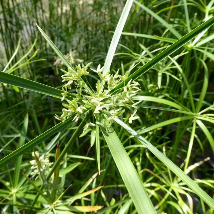 Cyperus alternifolius | Umbrella palm | Marginal Plant