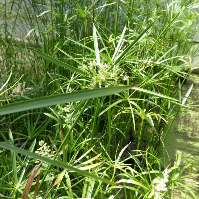 Cyperus alternifolius | Umbrella palm | Marginal Plant