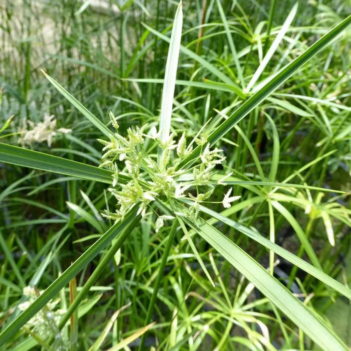 Cyperus alternifolius | Umbrella palm | Marginal Plant
