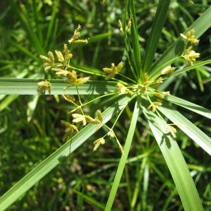 Cyperus alternifolius | Umbrella palm | Marginal Plant