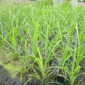 Cyperus papyrus | Papyrus | Marginal Plant
