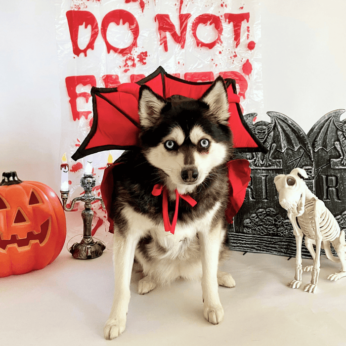 Devil Vampire Dog Costume - Costumes from Halloween at DoggyTopia