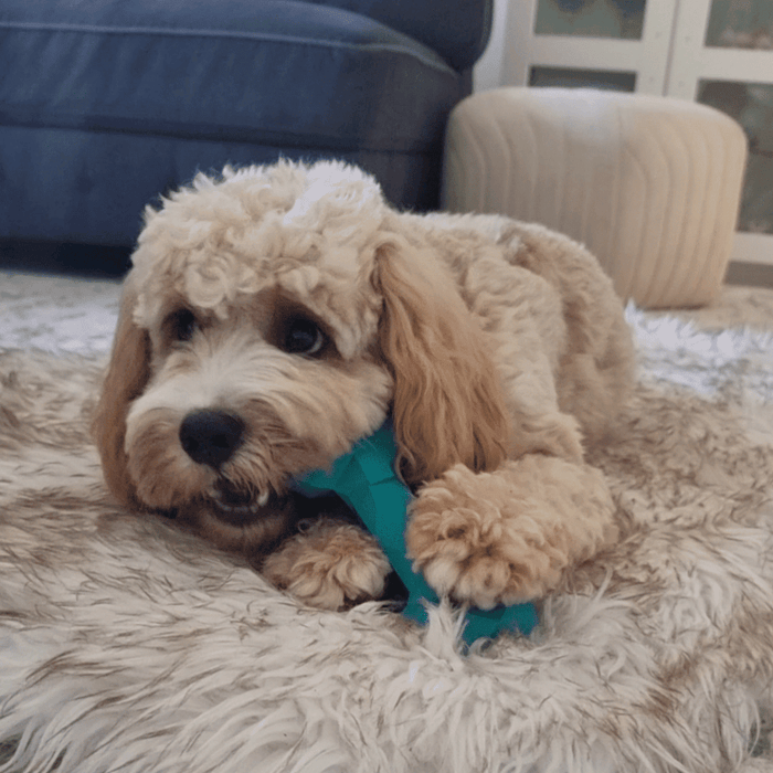 Diamond Rubber Bone - Enrichment Toys from . at DoggyTopia