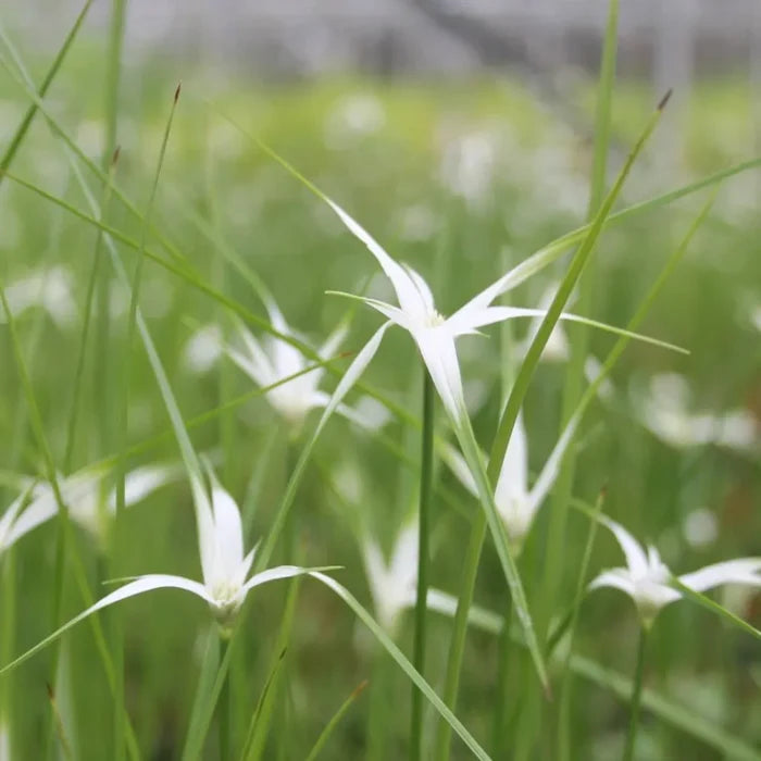 Dichromena colorata | White‑topped sedge (star sedge) | Marginal Plant