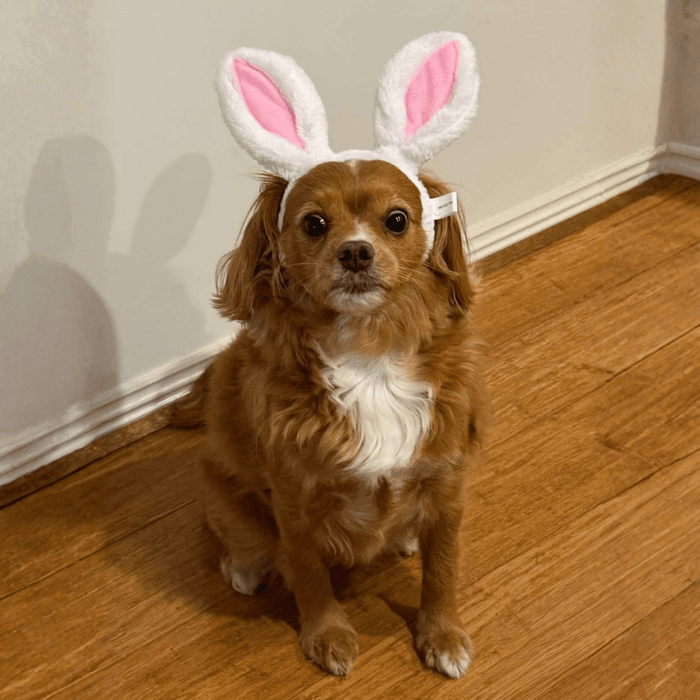 Dog Bunny Ears - Easter Costumes from . at DoggyTopia