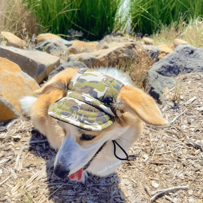Dog Cap - Camouflage - Dog Hats from . at DoggyTopia