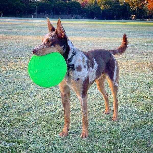 Dog - O - Soar Frisbee - Interactive Toys from . at DoggyTopia