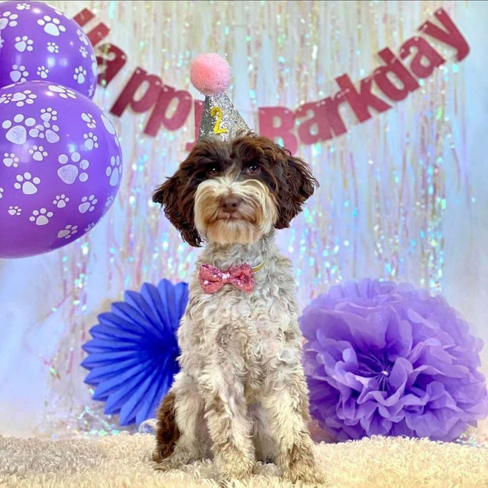 Dog Party Hat & Bow Tie Collar - Custom Age - Dog Party Hats from . at DoggyTopia