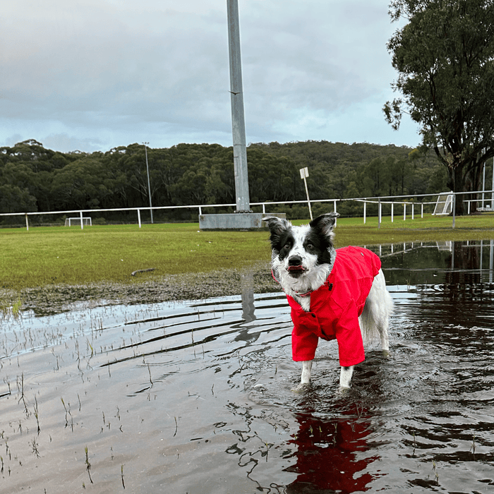 Dog Raincoat - Red - Raincoats from . at DoggyTopia