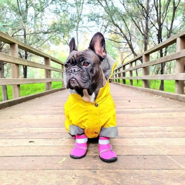 Dog Raincoat - Yellow - Raincoats from . at DoggyTopia