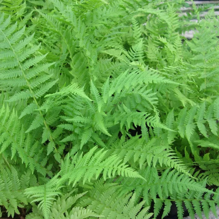 Dryopteris filix‑mas | Male fern | Pond Side Plant