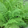 Dryopteris filix‑mas | Male fern | Pond Side Plant