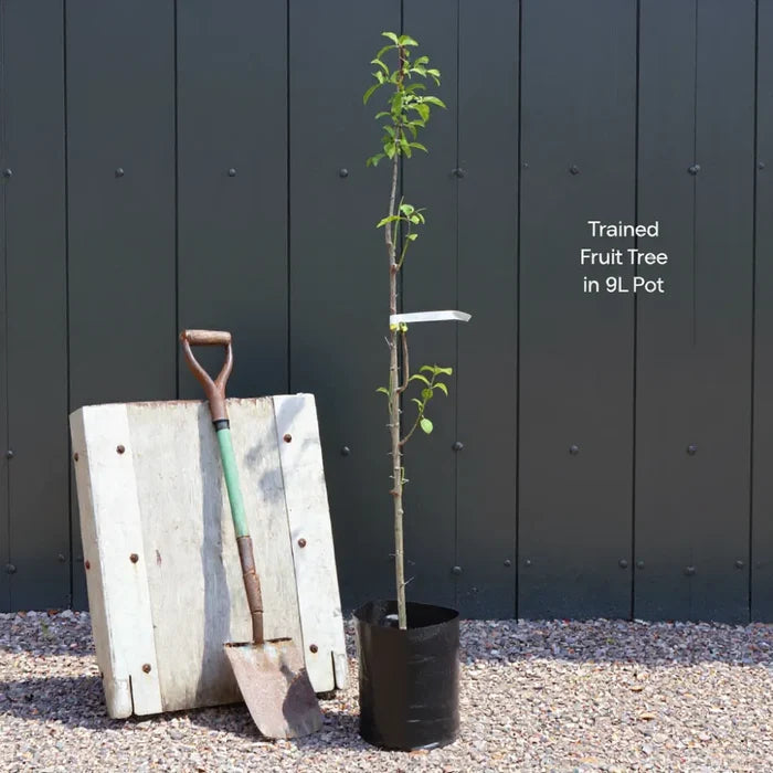 Duo Apple Tree | 'Jonagold' & 'Golden Pearmain' | 9L Pot