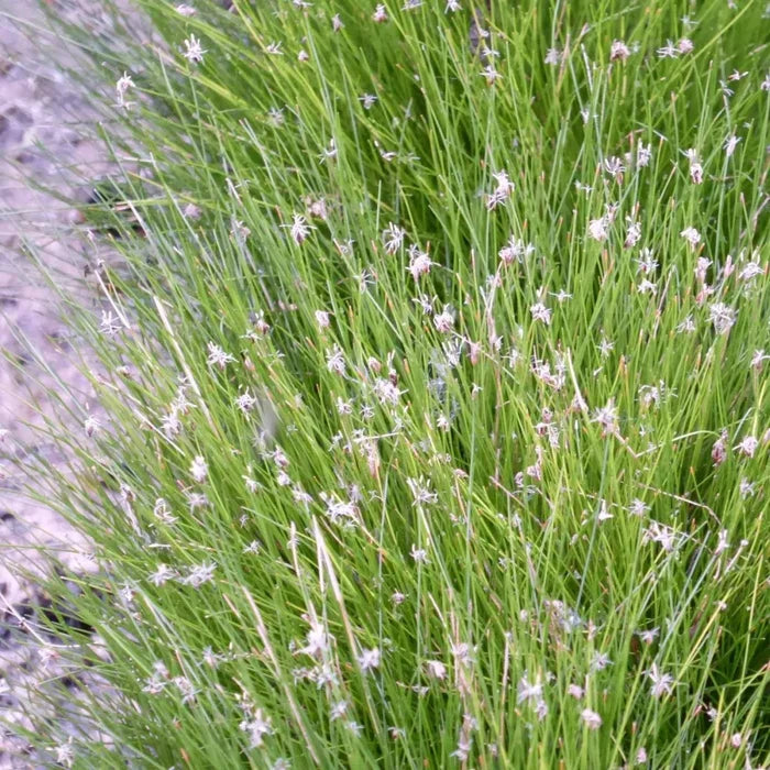 Eleocharis acicularis | Dwarf hairgrass (needle spikerush) | Oxygenating Marginal Plant