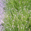 Eleocharis acicularis | Dwarf hairgrass (needle spikerush) | Oxygenating Marginal Plant