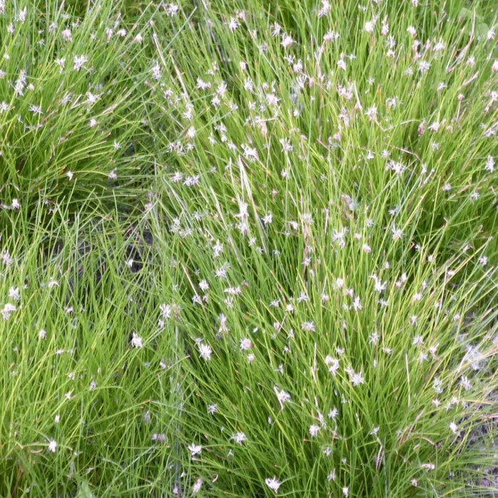 Eleocharis acicularis | Dwarf hairgrass (needle spikerush) | Oxygenating Marginal Plant