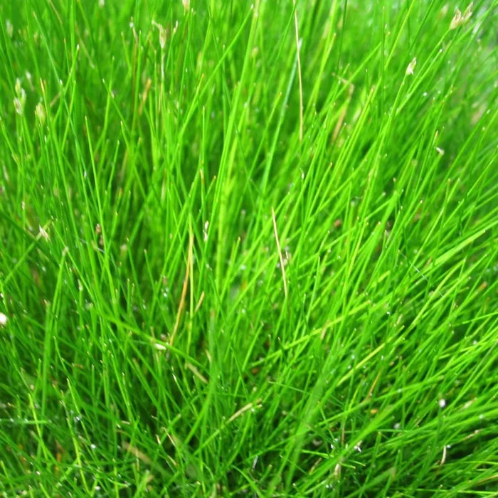 Eleocharis acicularis | Dwarf hairgrass (needle spikerush) | Oxygenating Marginal Plant