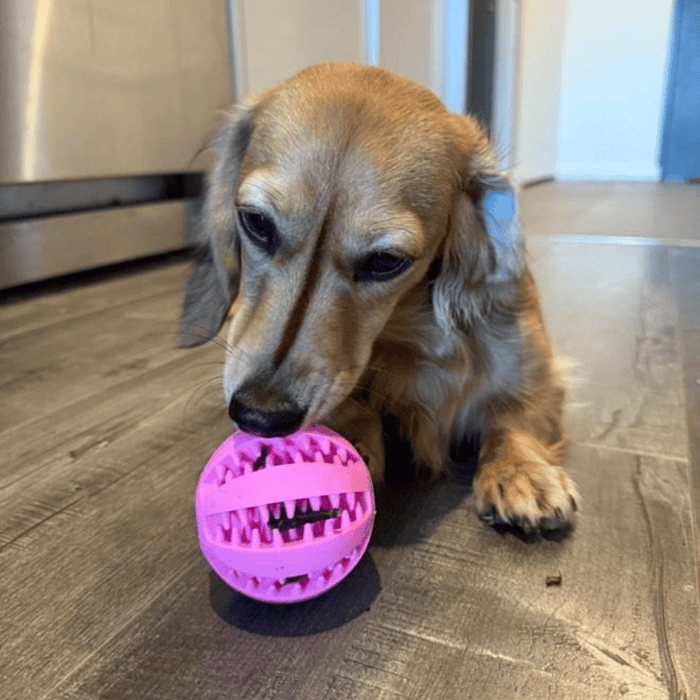 Enrichment Treat Ball - Enrichment Toys from . at DoggyTopia
