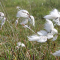 Eriophorum angustifolium | Common cottongrass | Marginal Plant