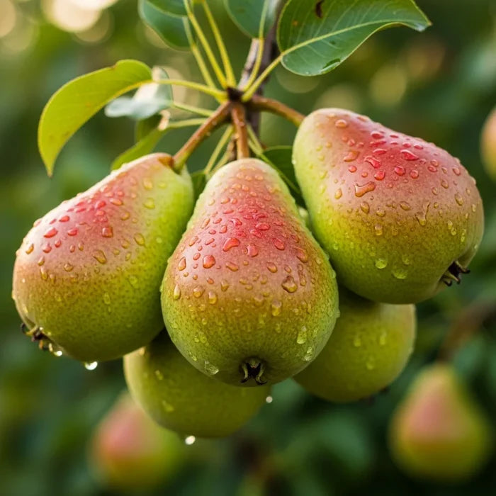 Espalier 'Concorde' Pear Tree | Bare Root