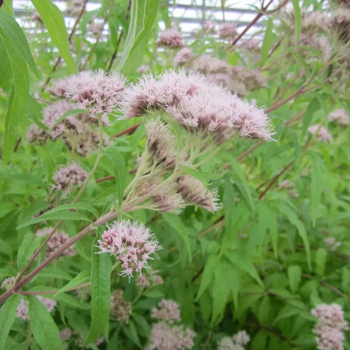Eupatorium cannabinum | Hemp agrimony | Marginal Plant