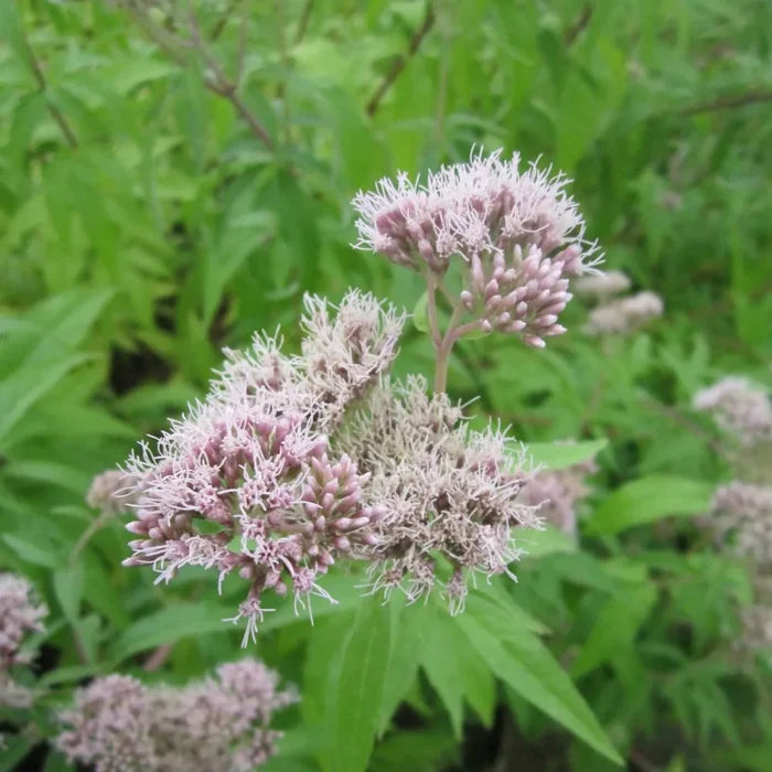 Eupatorium cannabinum | Hemp agrimony | Marginal Plant