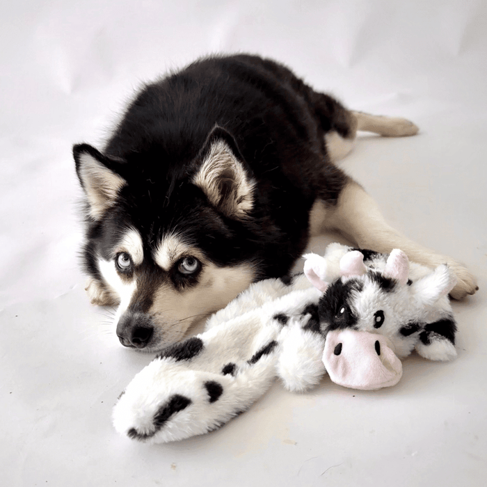 Floppy Cow Plush Dog Toy - Plush Toys from . at DoggyTopia