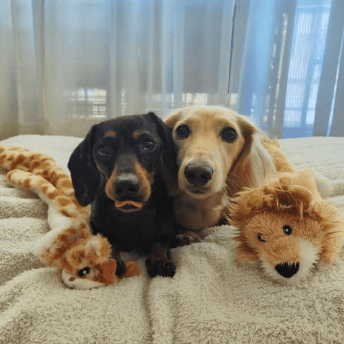 Floppy Giraffe Plush Dog Toy - Plush Toys from . at DoggyTopia