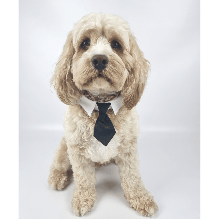 Formal Suit Tie Dog Collar - Wedding Collar from . at DoggyTopia