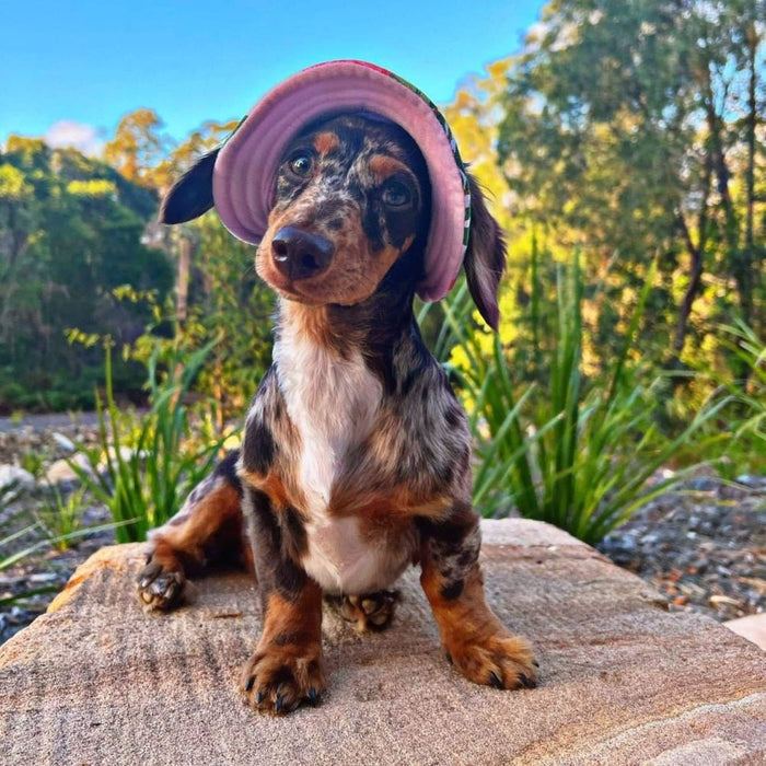 Full Brim Dog Sun Hat Floral - Dog Sun Hat from . at DoggyTopia