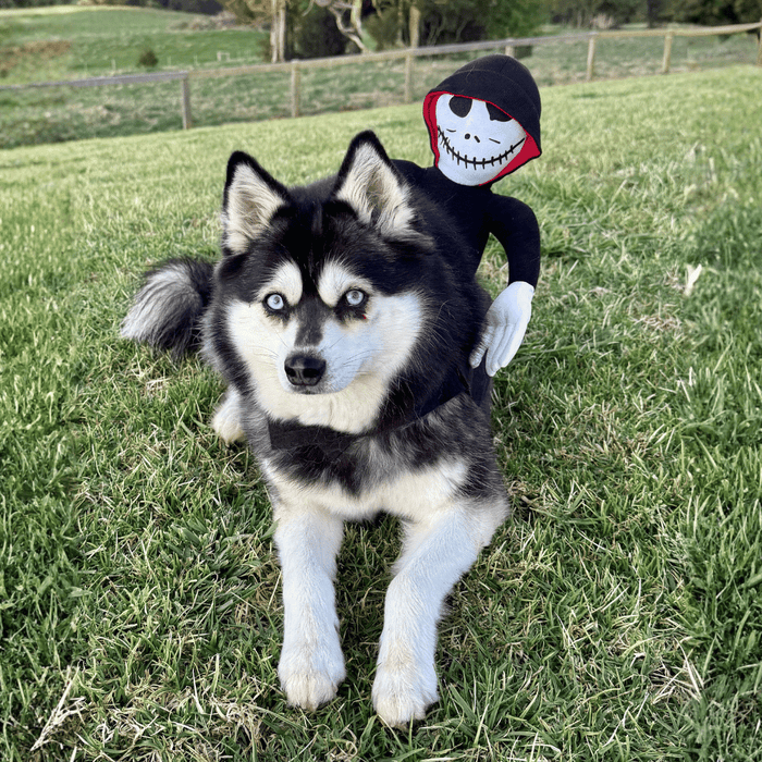 Ghoul Ride - On Dog Costume - Costumes from . at DoggyTopia